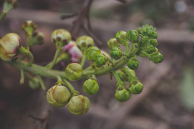 Close-up of berries on plant