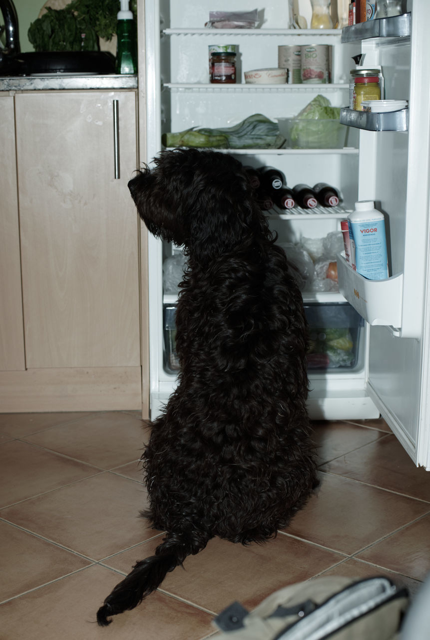 DOG IN FRONT OF DOOR