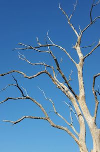 Low angle view of bare trees against clear blue sky