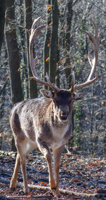 Deer standing in a forest