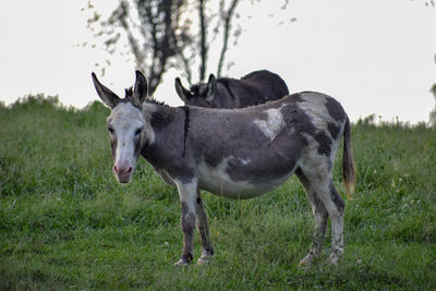 Horse standing in a field