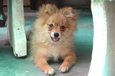 Close-up of a dog looking away