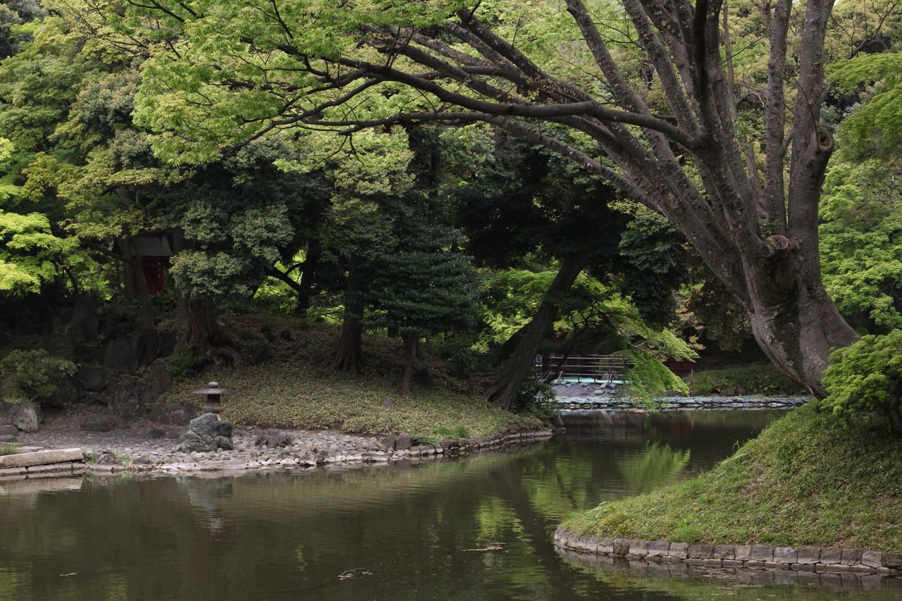 tree, water, tranquility, tranquil scene, forest, reflection, nature, growth, scenics, beauty in nature, lake, green color, tree trunk, river, waterfront, stream, branch, day, idyllic, non-urban scene