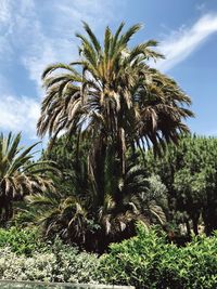 Low angle view of palm trees against sky