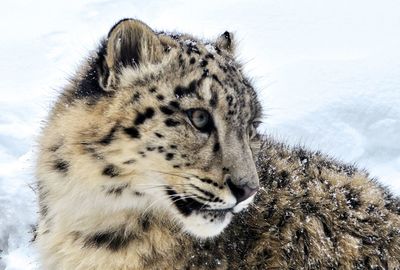 Close-up of tiger against sky during winter