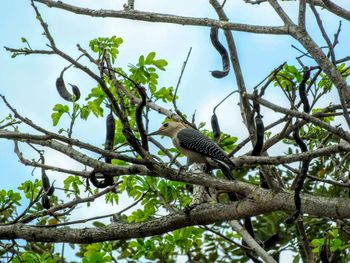 Low angle view of birds perching on branch