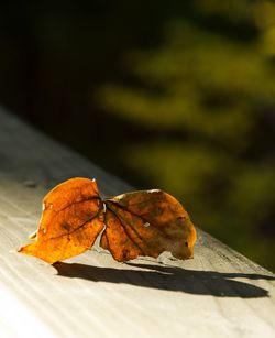 Close-up of dry maple leaf