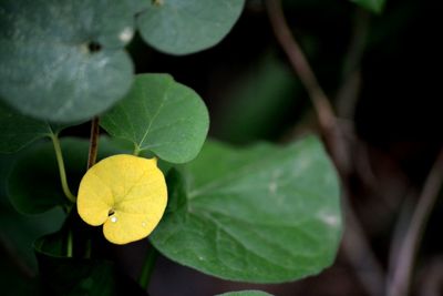 Close-up of yellow flowering plant leaves