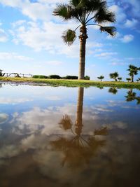 Scenic view of palm trees against sky
