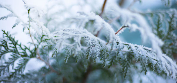 Cypress winter background thuja branch in the snow. winter themes. christmas.