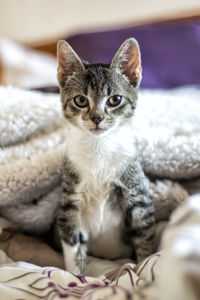 Portrait of cat sitting on bed at home