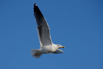 Low angle view of seagull flying against clear blue sky