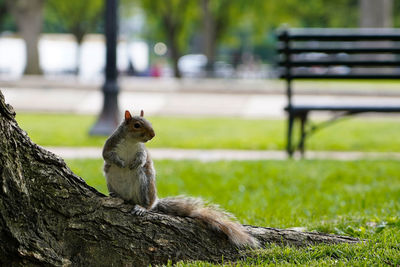 Bird sitting on bench in park