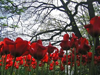 Close-up of red flowering plants against sky