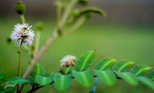 Close-up of flowering plant