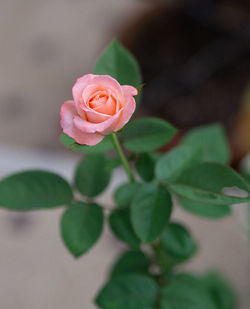 Close-up of pink rose