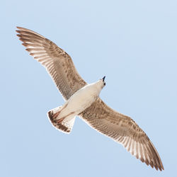 Low angle view of eagle flying against clear sky