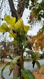 plant