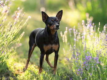 Portrait of dog on field