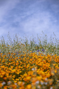 Yellow flowering plants on field against sky