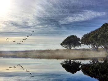 Bird flying over lake