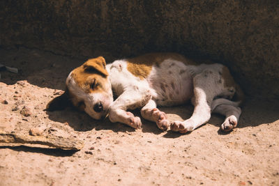 Dog sleeping