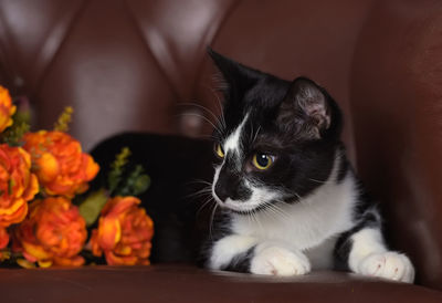 Close-up of cat looking away