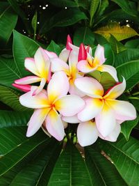 Close-up of pink frangipani flowers on leaves