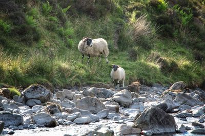 Sheep on field
