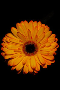 Close-up of daisy flower against black background