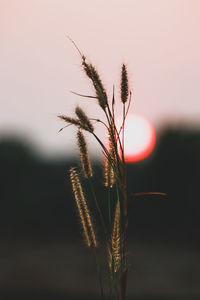 Close-up of stalks in field against sky at sunset