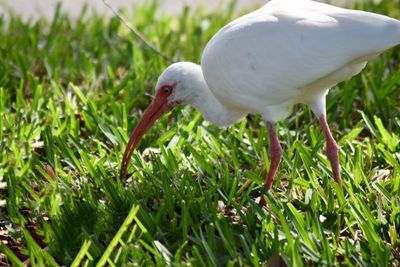 Close-up of white duck on grass