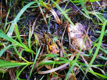 Close-up of lizard on field