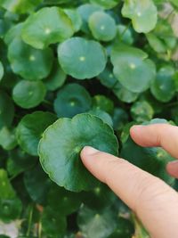 Close-up of hand holding leaves