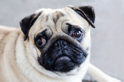 Close-up portrait of dog