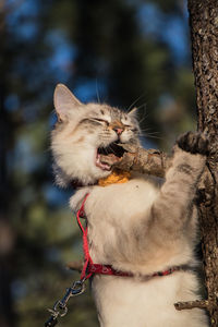 Close-up of a cat