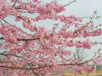 Low angle view of pink cherry blossoms against sky