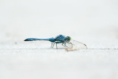 Close-up of insect