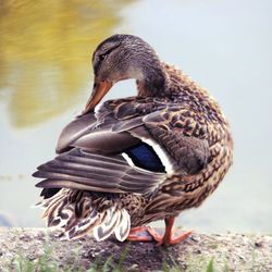 Close-up of duck