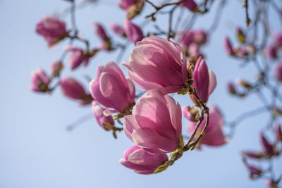 Close-up of pink cherry blossoms in spring