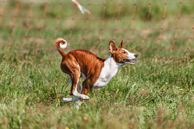 Basenji puppy first time running in field on competition