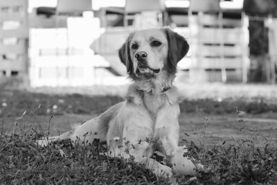 Portrait of dog sitting on field