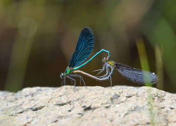 Close-up of butterfly on rock