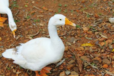 Close-up of duck on autumn leaves
