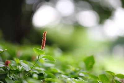 Close-up of plant growing on field