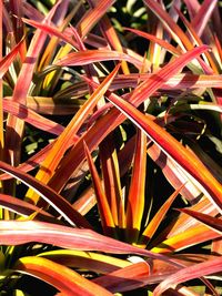 Full frame shot of red flowering plants