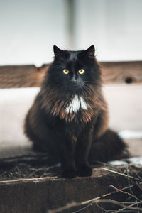 Portrait of black cat sitting outdoors