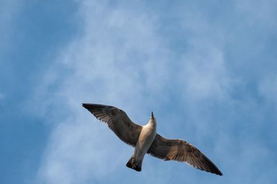 Low angle view of seagull flying against sky