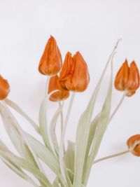 Close-up of orange rose over white background