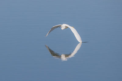 View of bird flying against blue sky